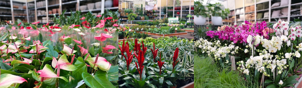 Blühende Zimmerpflanzen kaufen im Gartencenter Vaessen in Maasbree